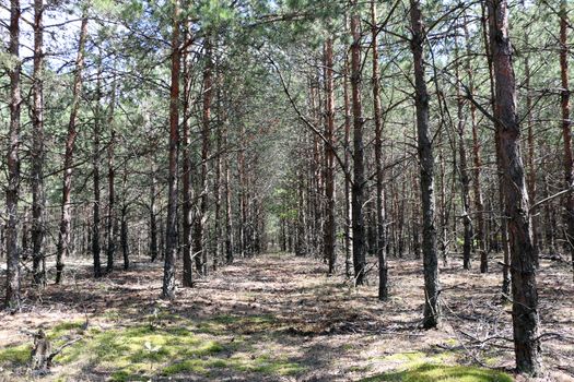 Pine forest grows in a row in sun rays. Tree grows in woods. Nature plants wallpaper background