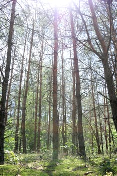 Pine forest grows in sunlight. Tree grows in sunny woods. Nature plants wallpaper vertical photo