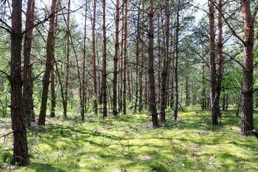 Pine forest grows in sun rays. Tree grows in woods. Nature plants wallpaper photo