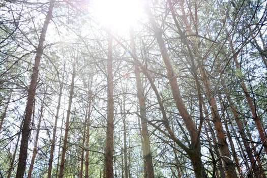 Pine forest grows in sunbeam. Tree grows in sunny woods. Nature plants wallpaper vertical photo
