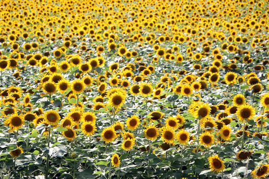 Many sunflower growth on farmer field wallpaper background