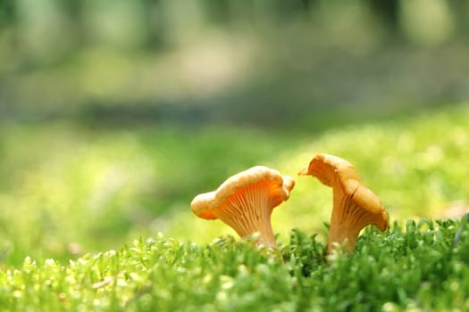 Two mushroom golden chanterelle in green forest moss. Nature meal plants wallpaper
