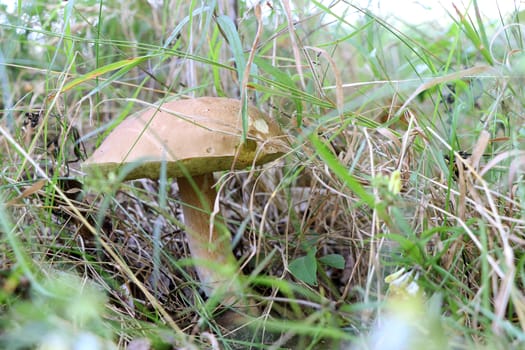 Big boletus grow in forest grass. Large white mushroom. Nature food plants wallpaper.