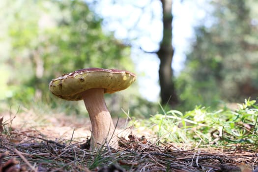 Big boletus grow in coniferous forest. Large white mushroom. Nature food plants wallpaper.