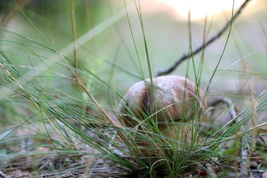 Boletus grow in morning misty woods grass. Large white mushroom. Nature food plants wallpaper.