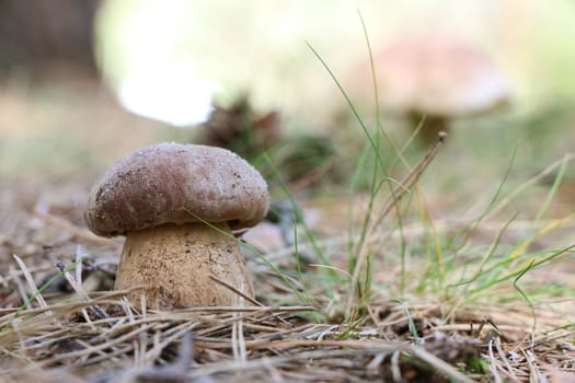 Small and big boletus grow in forest. Large white mushroom. Nature food plants wallpaper.