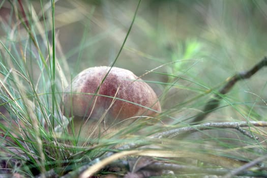 Boletus grow in morning misty forest fog. Large white mushroom. Nature food plants wallpaper.