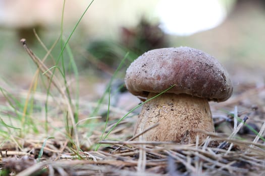 Boletus grow in forest. White mushroom close-up. Nature food plants wallpaper.
