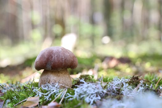 Big boletus grow in moss woods. White mushroom close-up. Nature food plants wallpaper.