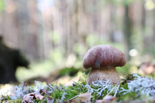 Big boletus grow in moss forest. White mushroom close-up. Nature food plants wallpaper.