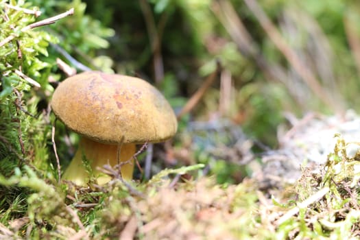Mushroom Xerocomus fungus moss grow in woods. Nature food plants wallpaper.