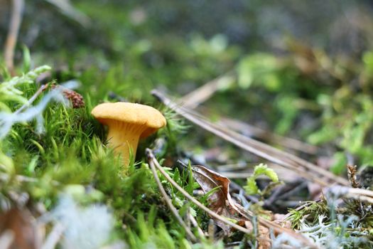 One chanterelle in green forest moss. Nature meal mushroom plants wallpaper