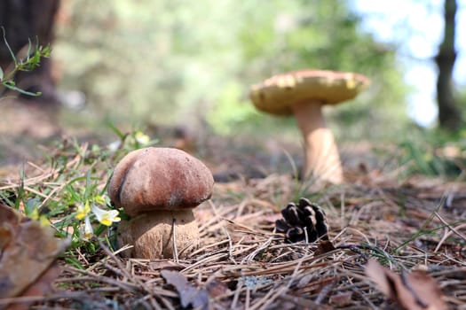 Small and big boletus grow in woods. Large white mushroom. Nature food plants wallpaper.