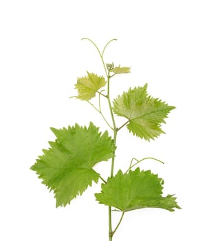Branch of grape vine on white background.