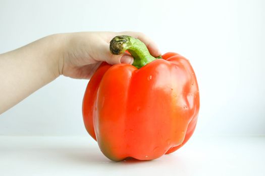 Red pepper. A child's hand to hold the top. Photo for your design. Horizontal sheet orientation