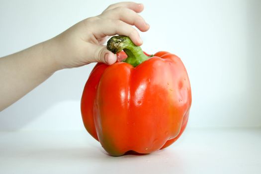 Pepper bulgarian red. Baby hold the pod neatly with your fingers. Photo for your design. Horizontal sheet orientation