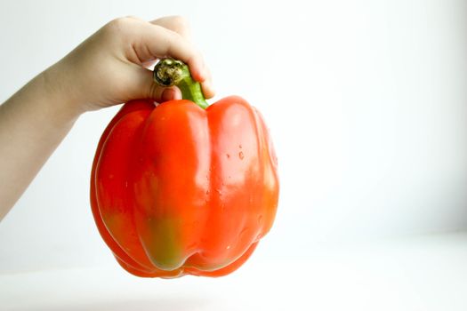 Pepper bulgarian red. Baby hold the pod. Photo for your design. Horizontal sheet orientation