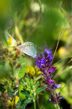 Little butterfly on a summer meadow flower