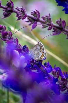Little butterfly on a summer meadow flower