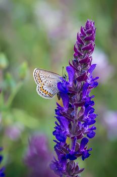 Little butterfly on a summer meadow flower