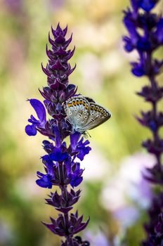 Little butterfly on a summer meadow flower