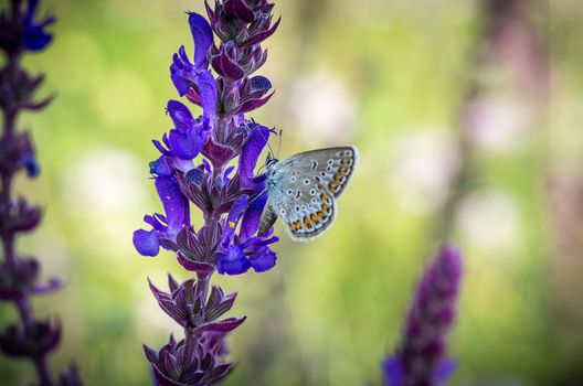 Little butterfly on a summer meadow flower