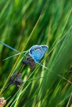Little butterfly on a summer meadow flower