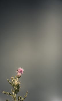 Scottish Thistle Against A Stormy, Rainy Sky With Copy Space