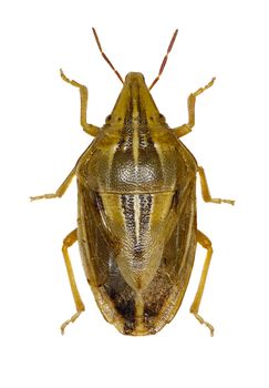 Wheat Stink Bug on white Background  -  Aelia rostrata (Boheman, 1852)