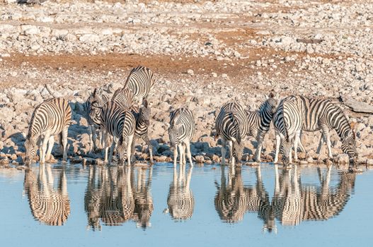 A herd of Burchells Zebras (Equus quagga burchellii) with reflections drinking water at a waterhole in Northern Namibia