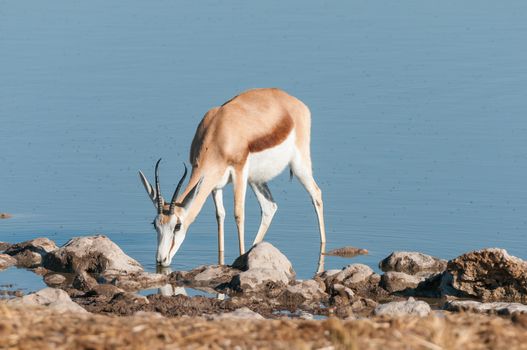 A springbok (Antidorcas marsupialis) drinking water in a waterhole in Northern Namibia