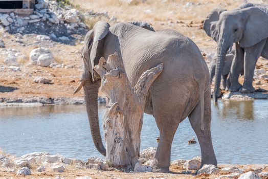 An African elephant, Loxodonta africana, scratching against a dead tree stump at a waterhole in Northern Namibia