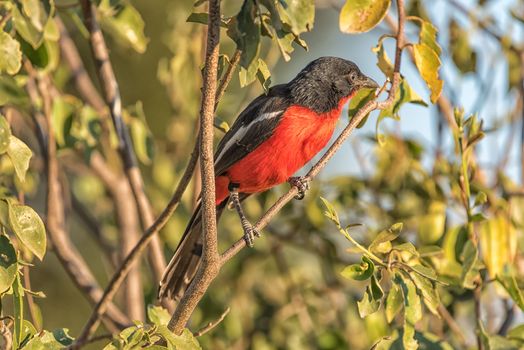A crimson-breasted shrike, Laniarius atrococcineus, on a tree branch, Northern Namibia