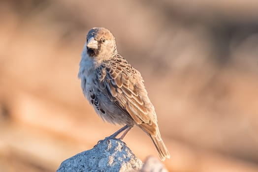 A sociable weaver, Philetairus socius, on a rock in Northern Namibia