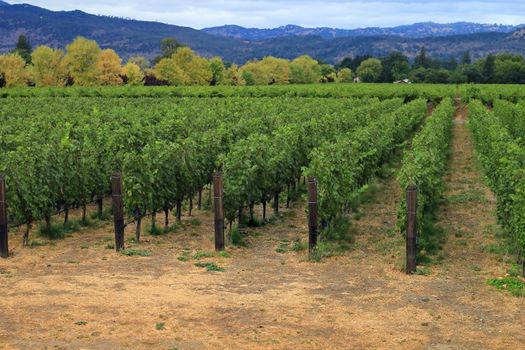 Napa's vineyards on an overcast day in California