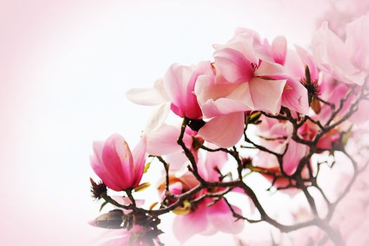 Beautiful magnolia flower on pink background