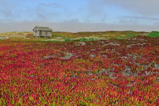 Wooden house standing in a field of red flowers in Monterey