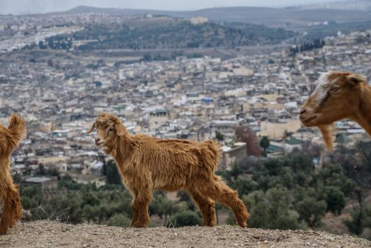 View of the old town of Fez, Morocco, North Africa