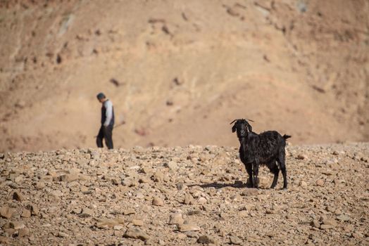 One young goat walking on rocks in Moroccan Atlas mountains.