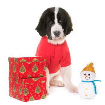 puppy landseer in front of white background