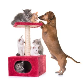 young kitten and dachshund in front of white background