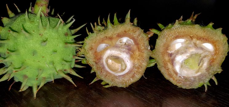 Chestnut Monsters  -  Chestnut Cut In Half
