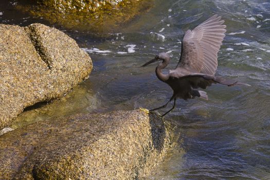 Pacific Reef Egret on the rock seaside aisia beach, black pacific reef egret looking for fish at beach rock.