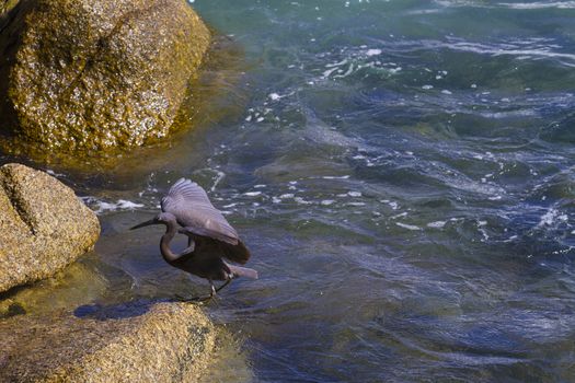 Pacific Reef Egret on the rock seaside aisia beach, black pacific reef egret looking for fish at beach rock.