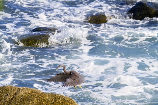 Pacific Reef Egret on the rock seaside aisia beach, black pacific reef egret looking for fish at beach rock.