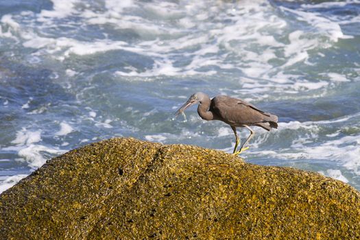 Pacific Reef Egret on the rock seaside aisia beach, black pacific reef egret looking for fish at beach rock.