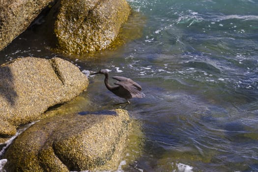 Pacific Reef Egret on the rock seaside aisia beach, black pacific reef egret looking for fish at beach rock.