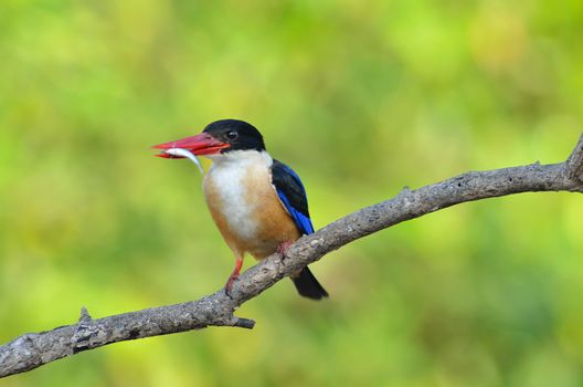 Bird (Black-capped Kingfisher Halcyon pileata) purple-blue wings and back black head and shoulders white neck collar and throat and rufous underparts perched on a tree in the forest.