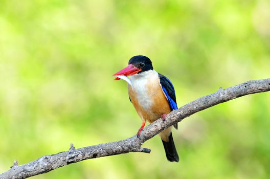 Bird (Black-capped Kingfisher Halcyon pileata) purple-blue wings and back black head and shoulders white neck collar and throat and rufous underparts perched on a tree in the forest.