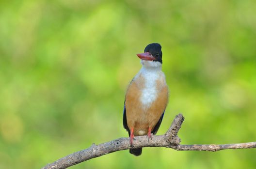 Bird (Black-capped Kingfisher Halcyon pileata) purple-blue wings and back black head and shoulders white neck collar and throat and rufous underparts perched on a tree in the forest.